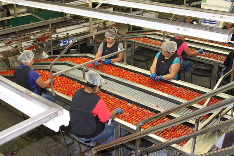 Workers sort tomatoes at a packing facility in Florida.
