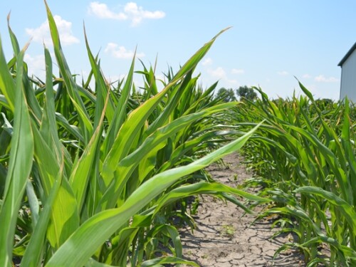 Corn_heat_stress1.JPG