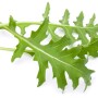 Arugula close up. Photo: Nakita, Adobe Stock