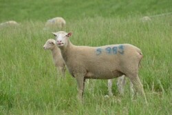 Sheep