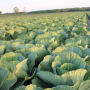 cabbage field