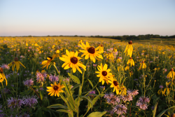Native prairie with flowers