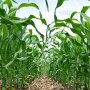 Young corn