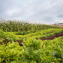 Farm landscape lush with shades of green and include several rows of lettuce and corn. 