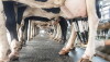 iStock-dairy-cows-millking-parlor.jpg