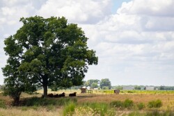 Drought pasture