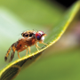 A quarantine in Los Angeles County, Calif., has been dropped after a successful Mediterranean fruit fly eradication campaign 