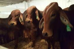 Vietnam_Bulls