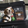 CBP Beagle