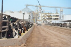 BT_Dairy_Feeder_Steers