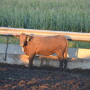 BT_Feeder_Heifer