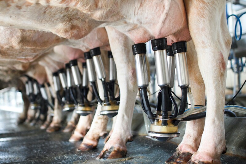 Milkers_Adobe Stock