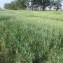 Forage