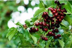 Stemilt Growers