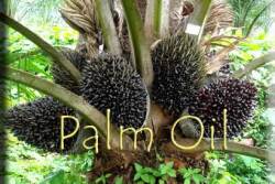 palm oil