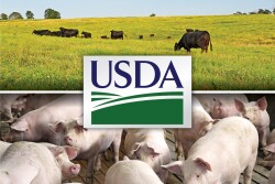 USDA logo with cattle and hog photos