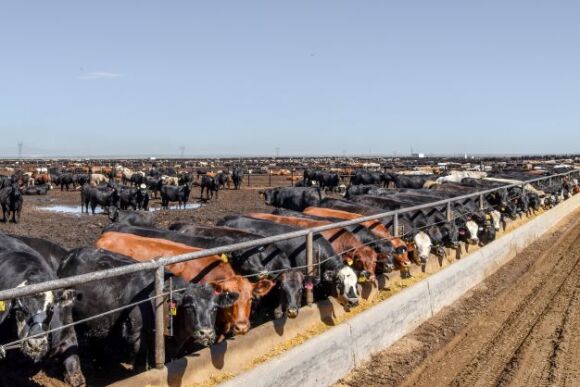 Feedlot