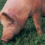 Gene-edited pig with resistance to PRRS