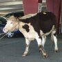 NYC_Cow