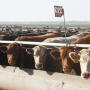 BT_Feedyard_bunk_line