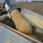 BT_Calves_Filling_Creep_Feeder