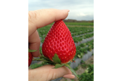 Florida strawberries