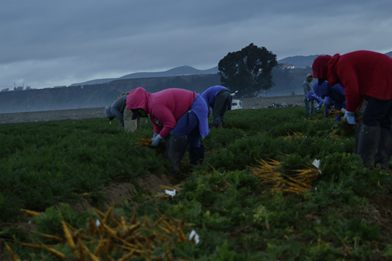 Business leaders and others involved in the fresh produce industry are invited to a one-day workshop on responsible recruitment of farmworkers in West Palm Beach.
