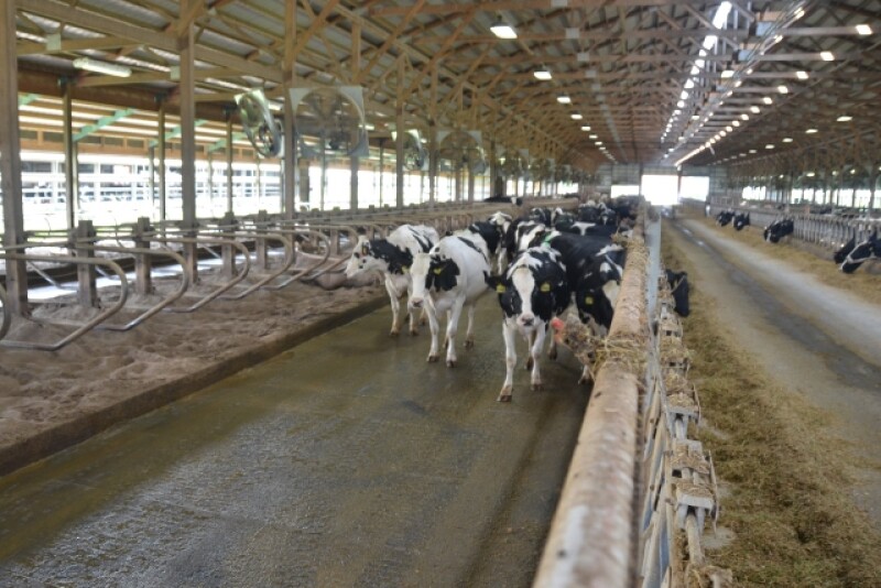 DT_Dairy_Cows_Walkup
