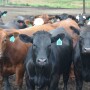 Feedyard closeouts are profitable.