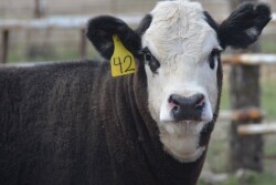 BT_Yearling_Calf