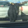 A bull ran lose in Philadelphia after escaping from a slaughterhouse.