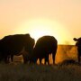 cattle-evening.jpg