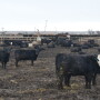 BT_Feedlot_Cattle