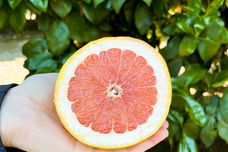 Bee Sweet Citrus Star Ruby Grapefruit