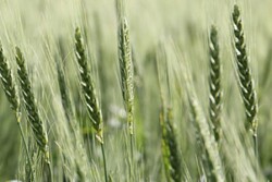 wheat_headed.jpg