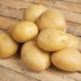 Gold potatoes are one of the first varieties to harvest as the new-crop potato season starts at Cal-Organic Farms, a division of Grimmway Farms.