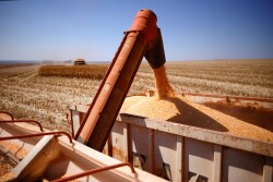 Corn harvest in Brazil