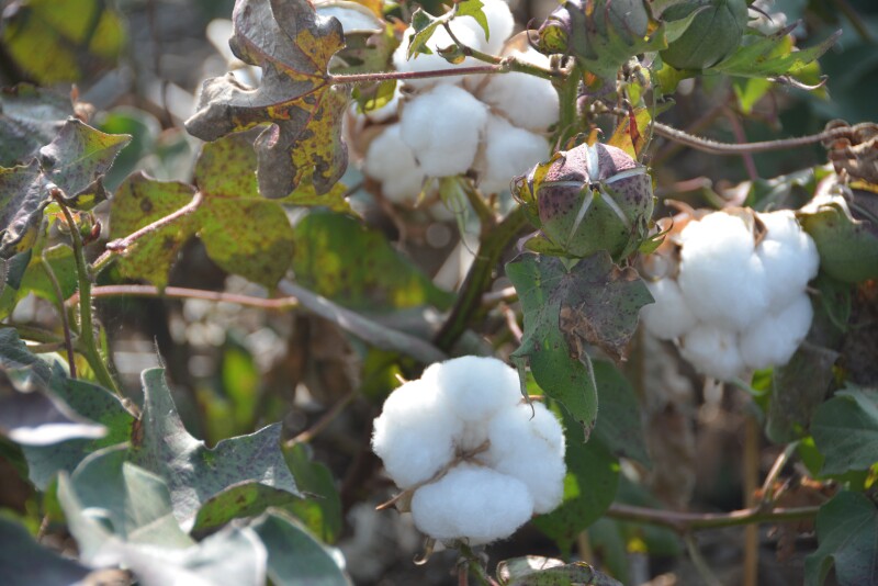 Cotton is a staple in West Texas, but thanks to research at Texas Tech University, researchers are digging into a new demand by turning the plant into bioplastic. 