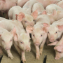 Cash-traded weaner pig volume was below average this week.