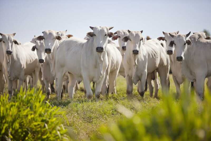 Brazilian Nellore cattle