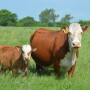 Cow-calf pair