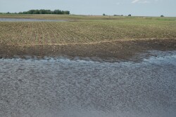 If wet weather delays planting again, are you prepared to make a switch to shorter-season hybrids? 