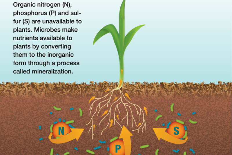 Organic nitrogen (N), phosphorus (P) and sulfur (S) are unavailable to plants. Microbes make nutrients available to plants by converting them to the inorganic form through a process called mineralization.