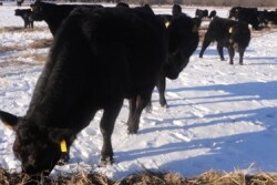 Cows Snow Winter Feeding 2