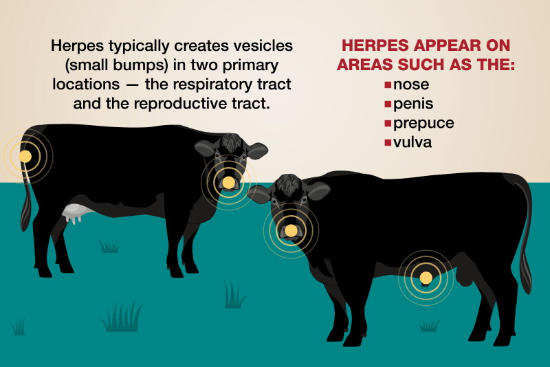 Is That Cattle Herpes Or A Rash Bovine Vet is-that-cattle-herpes-or-a-rash-bovine-vet