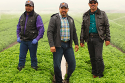 Gonzales, Calif.-based Misionero Vegetables relaunches a salad brand of spring mixes.