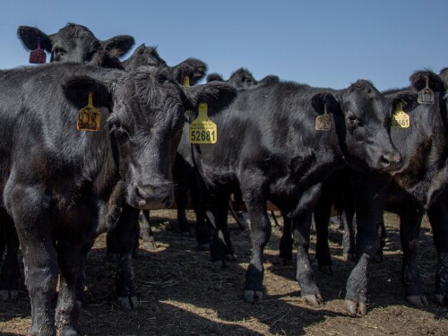 CattleTrace