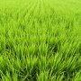 Rice Fields
