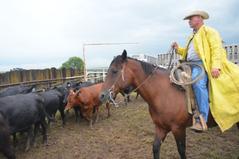 BT_Loading_Stocker_Cattle