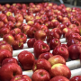 The Rave apple from Stemilt Growers in Washington is now in season.